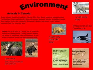 A wolf in the snow. A baby polo bear in the snow Did you know: That a moose’s horn can grow up to 2m. Whales swim off the Canadian cost. Environment Animals in Canada: Moose  live in all parts of Canada and in Alaska in forests and marshy areas. During warmer months the moose is found near lakes and marshes. When winter comes the moose moves to forested areas.  Some animals found in Canada are: Moose, Elk, Deer Bison, Musk-ox Mountain Goat Caribou Bear (black and Grizzly) Beaver Raccoon, opossum, martin, groundhog, prairie dogs, rabbits, wolverine, squirrels, chipmunks, skunks, porcupines Lynx, bobcat, mountain lion Fox, coyotes, wolf.                                               The whooping crane is the tallest bird in Canada. It averages more than 2 meters in height .   The highest concentration of grizzly bears in Canada is in Kluane National Park, outside Whitehorse, Yukon.   Did you know that….? Did you know that….? 