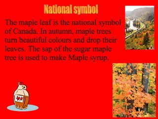 National symbol The maple leaf is the national symbol of Canada. In autumn, maple trees turn beautiful colours and drop their leaves. The sap of the sugar maple tree is used to make Maple syrup. 