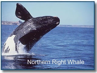Northern Right Whale PPT