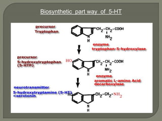 Biosynthetic part way of 5-HT
 