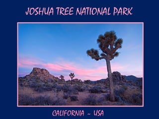 JOSHUA TREE NATIONAL PARK




      CALIFORNIA ~ USA
 