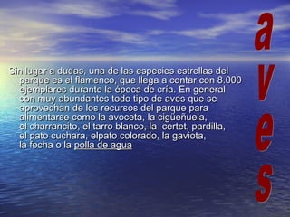 Sin lugar a dudas, una de las especies estrellas delSin lugar a dudas, una de las especies estrellas del
parque es el flamenco, que llega a contar con 8.000parque es el flamenco, que llega a contar con 8.000
ejemplares durante la época de cría. En generalejemplares durante la época de cría. En general
son muy abundantes todo tipo de aves que seson muy abundantes todo tipo de aves que se
aprovechan de los recursos del parque paraaprovechan de los recursos del parque para
alimentarse como la avoceta, la cigüeñuela,alimentarse como la avoceta, la cigüeñuela,
el charrancito, el tarro blanco, la  certet, pardilla,el charrancito, el tarro blanco, la  certet, pardilla,
el pato cuchara, elpato colorado, la gaviota,el pato cuchara, elpato colorado, la gaviota,
la focha o la la focha o la polla de aguapolla de agua
 