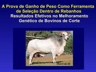 A Prova de Ganho de Peso Como Ferramenta de Seleção Dentro de Rebanhos  Resultados Efetivos no Melhoramento Genético de Bovinos de Corte Marel do IZ 