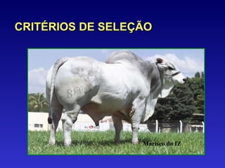 CRITÉRIOS DE SELEÇÃO Marisco do IZ 