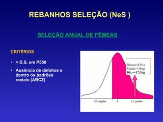 CRITÉRIOS > D.S. em P550 Ausência de defeitos e dentro os padrões raciais (ABCZ) REBANHOS SELEÇÃO (NeS ) SELEÇÃO ANUAL DE FÊMEAS fêmeas (63%) Média=318kg DS V =+17,3kg 