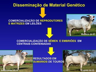 Disseminação de Material Genético COMERCIALIZAÇÃO DE  REPRODUTORES E MATRIZES  EM LEILÕES COMERCIALIZAÇÃO DE  SÊMEN  E EMBRIÕES  EM CENTRAIS CONVENIADAS  Marisco do IZ Acetinando do IZ Cupido do IZ RESULTADOS EM  SUMÁRIOS  DE TOUROS 