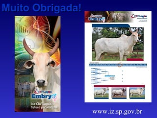Muito Obrigada! www.iz.sp.gov.br 