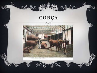 CORÇA
 