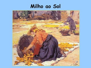 Milho ao Sol
 