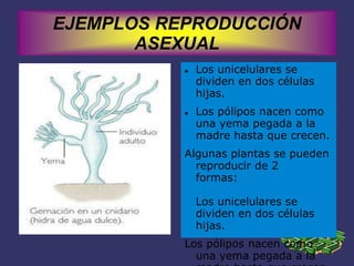 EJEMPLOS REPRODUCCIÓN
ASEXUAL
Los unicelulares se
dividen en dos células
hijas.
Los pólipos nacen como
una yema pegada a la
madre hasta que crecen.
Algunas plantas se pueden
reproducir de 2
formas:
Los unicelulares se
dividen en dos células
hijas.
Los pólipos nacen como
una yema pegada a la