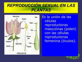REPRODUCCIÓN SEXUAL EN LAS
PLANTAS
Es la unión de las
células
reproductoras
masculinas (polen)
con las células
reproductoras
femenina (óvulos).