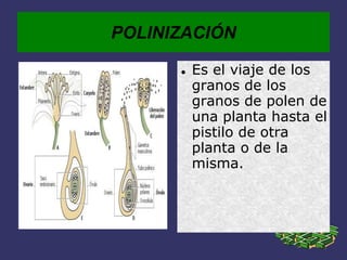 POLINIZACIÓN
Es el viaje de los
granos de los
granos de polen de
una planta hasta el
pistilo de otra
planta o de la
misma.