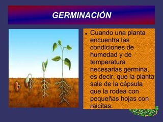 GERMINACIÓN
Cuando una planta
encuentra las
condiciones de
humedad y de
temperatura
necesarias germina,
es decir, que la planta
sale de la cápsula
que la rodea con
pequeñas hojas con
raicitas.