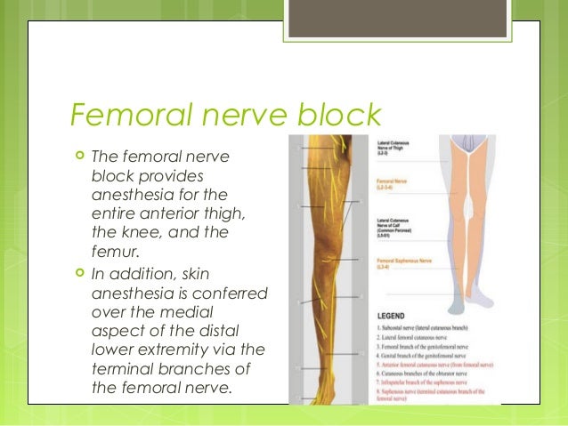 ultrasound guided peripheral nerve blocks ultrasound guided peripheral nerve blocks, Muscles