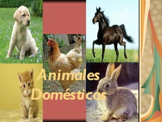 Animales
Domésticos
 