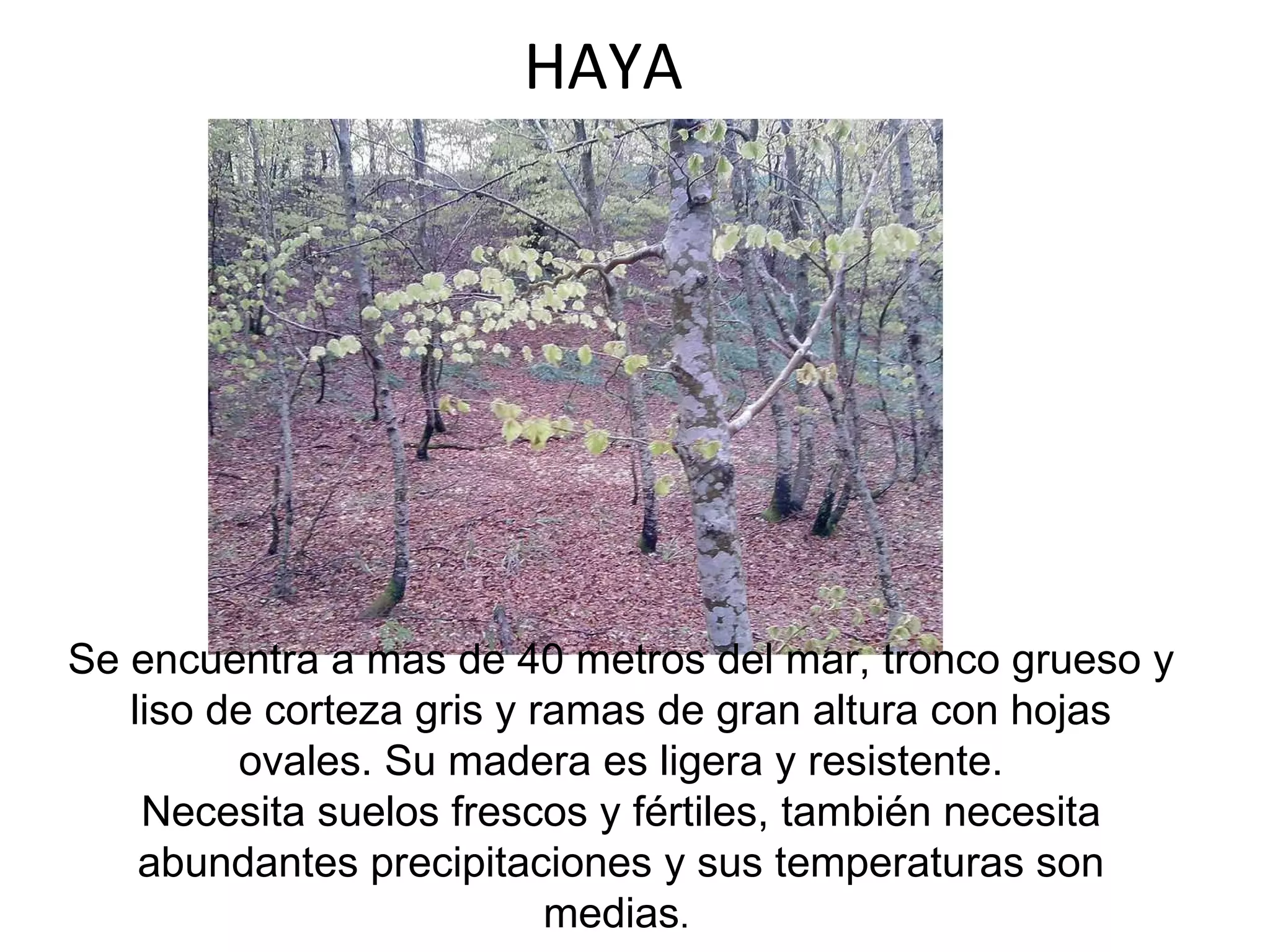 HAYA Se encuentra a mas de 40 metros del mar, tronco grueso y liso de corteza gris y ramas de gran altura con hojas ovales. Su madera es ligera y resistente. Necesita suelos frescos y fértiles, también necesita abundantes precipitaciones y sus temperaturas son medias .  