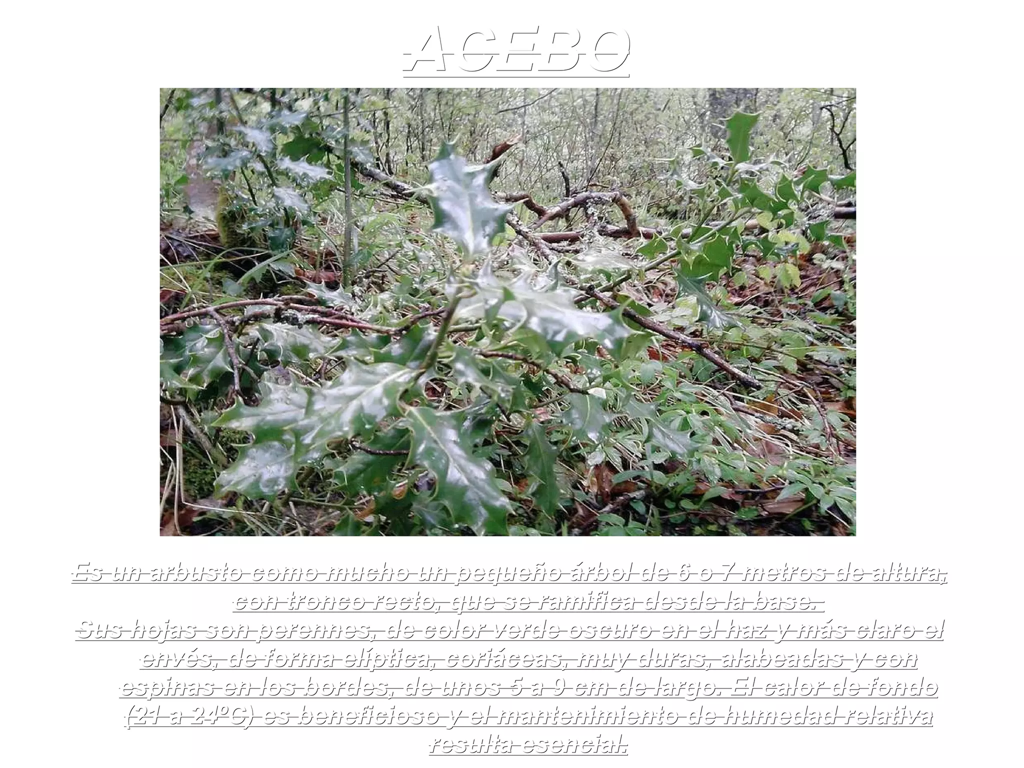 Es un arbusto como mucho un pequeño árbol de 6 o 7 metros de altura, con tronco recto, que se ramifica desde la base.  Sus hojas son perennes, de color verde oscuro en el haz y más claro el envés, de forma elíptica, coriáceas, muy duras, alabeadas y con espinas en los bordes, de unos 5 a 9 cm de largo. El calor de fondo (21 a 24ºC) es beneficioso y el mantenimiento de humedad relativa resulta esencial. ACEBO 