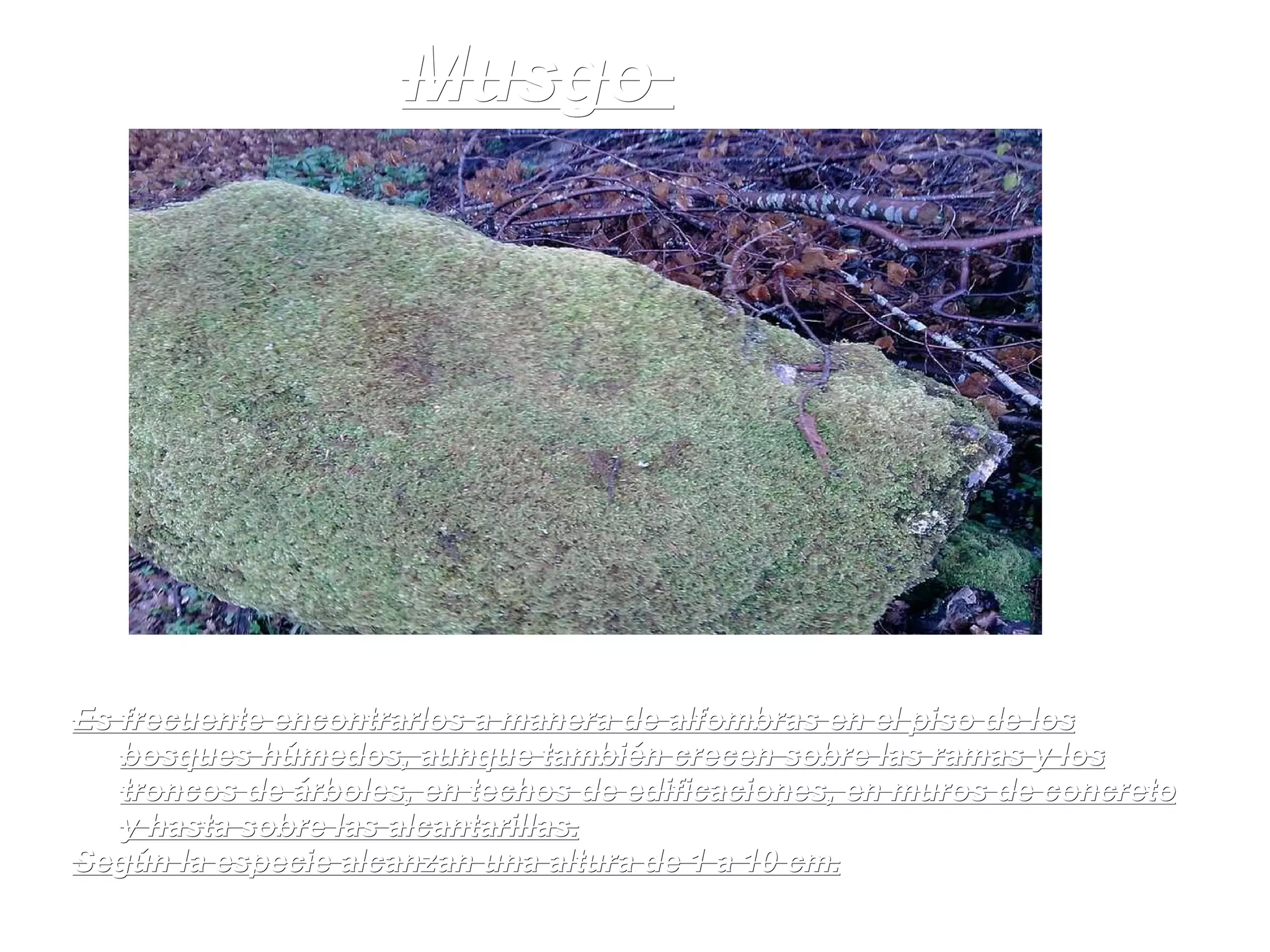 Musgo  Es frecuente encontrarlos a manera de alfombras en el piso de los bosques húmedos, aunque también crecen sobre las ramas y los troncos de árboles, en techos de edificaciones, en muros de concreto y hasta sobre las alcantarillas. Según la especie alcanzan una altura de 1 a 10 cm. 
