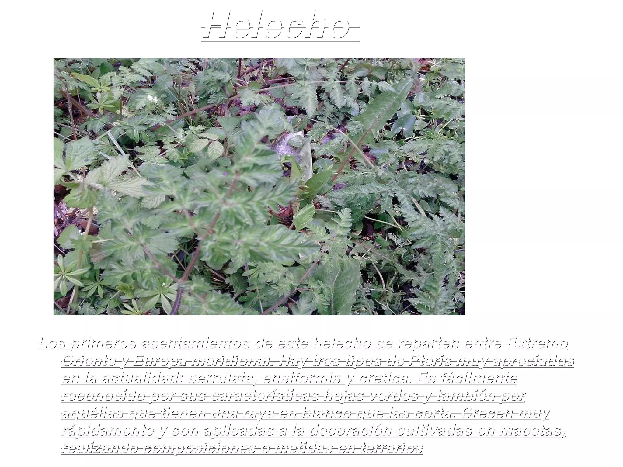 Helecho  Los primeros asentamientos de este helecho se reparten entre Extremo Oriente y Europa meridional. Hay tres tipos de Pteris muy apreciados en la actualidad: serrulata, ensiformis y cretica. Es fácilmente reconocido por sus características hojas verdes y también por aquéllas que tienen una raya en blanco que las corta. Crecen muy rápidamente y son aplicadas a la decoración cultivadas en macetas, realizando composiciones o metidas en terrarios 