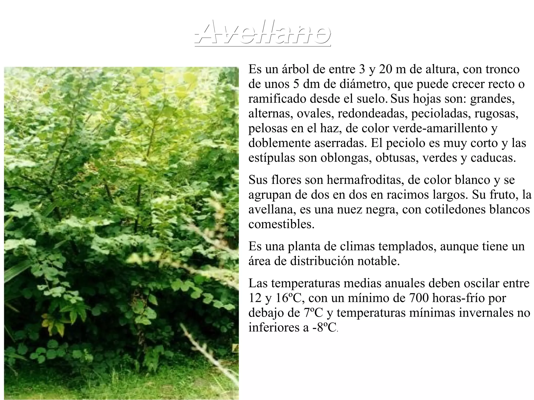 Avellano Es un árbol de entre 3 y 20 m de altura, con tronco de unos 5 dm de diámetro, que puede crecer recto o ramificado desde el suelo.   Sus hojas son: grandes, alternas, ovales, redondeadas, pecioladas, rugosas, pelosas en el haz, de color verde-amarillento y doblemente aserradas. El peciolo es muy corto y las estípulas son oblongas, obtusas, verdes y caducas. Sus flores son hermafroditas, de color blanco y se agrupan de dos en dos en racimos largos. Su fruto, la avellana, es una nuez negra, con cotiledones blancos comestibles. Es una planta de climas templados, aunque tiene un área de distribución notable. Las temperaturas medias anuales deben oscilar entre 12 y 16ºC, con un mínimo de 700 horas-frío por debajo de 7ºC y temperaturas mínimas invernales no inferiores a -8ºC . 