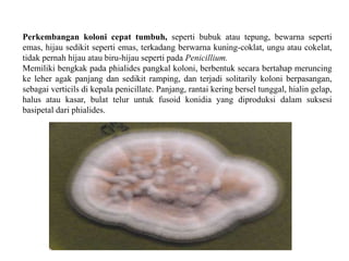 Perkembangan koloni cepat tumbuh, seperti bubuk atau tepung, bewarna seperti
emas, hijau sedikit seperti emas, terkadang berwarna kuning-coklat, ungu atau cokelat,
tidak pernah hijau atau biru-hijau seperti pada Penicillium.
Memiliki bengkak pada phialides pangkal koloni, berbentuk secara bertahap meruncing
ke leher agak panjang dan sedikit ramping, dan terjadi solitarily koloni berpasangan,
sebagai verticils di kepala penicillate. Panjang, rantai kering bersel tunggal, hialin gelap,
halus atau kasar, bulat telur untuk fusoid konidia yang diproduksi dalam suksesi
basipetal dari phialides.
 