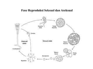 Fase Reproduksi Seksual dan Aseksual
 
