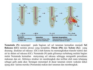 Nematoda (N) menempel pada bagisan sel sel tanaman kemudian menjadi Sel
Raksasa (GC) melalui proses yang kompleks. Floem (Ph) dan Xylem (Xy) yang
diserang disekitar sel raksasa (GC) oleh karena itu memungkinkan transfer nutrisi dan
air ke dalam sel raksasa (GC). Nematoda (N) pada gilirannya terhubung melalui bagian
mulut Nematoda kemudian menyerang sel raksasa sehingga mengambi persediaan
makanan dan air. Akhirnya struktur ini membengkak dan terlihat oleh mata telanjang
sebagai galls pada akar. Serangan menempel di dasar tanaman sistem vaskular dekat
ujung akar karena mereka (Nematoda) makan dari tanaman dan membengkak.
 