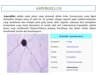 ASPERGILLUS
Aspergillus adalah suatu jamur yang termasuk dalam kelas Ascomycetes yang dapat
ditemukan dimana–mana di alam ini. Ia tumbuh sebagai saprofit pada tumbuh-tumbuhan
yang membusuk dan terdapat pula pada tanah, debu organik, makanan dan merupakan
kontaminan yang lazim ditemukan di rumah sakit dan Laboratorium.Aspergillus adalah
jamur yang membentuk filamen-filamen panjang bercabang, dan dalam media biakan
membentuk miselia dan konidiospora.
 
