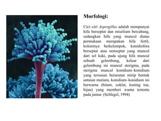 Morfologi:
Cici–ciri Aspergillus adalah mempunyai
hifa berseptat dan miselium bercabang,
sedangkan hifa yang muncul diatas
permukaan merupakan hifa fertil,
koloninya berkelompok, konidiofora
berseptat atau nonseptat yang muncul
dari sel kaki, pada ujung hifa muncul
sebuah gelembung, keluar dari
gelembung ini muncul sterigma, pada
sterigma muncul konidium–konidium
yang tersusun berurutan mirip bentuk
untaian mutiara, konidium–konidium ini
berwarna (hitam, coklat, kuning tua,
hijau) yang memberi warna tertentu
pada jamur. (Schlegel, 1994)
 