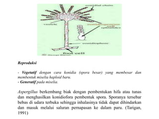 Reproduksi
- Vegetatif dengan cara konidia (spora besar) yang membesar dan
membentuk miselia haploid baru.
- Generatif pada miselia.
Aspergillus berkembang biak dengan pembentukan hifa atau tunas
dan menghasilkan konidiofora pembentuk spora. Sporanya tersebar
bebas di udara terbuka sehingga inhalasinya tidak dapat dihindarkan
dan masuk melalui saluran pernapasan ke dalam paru. (Tarigan,
1991)
 