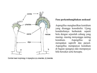 Fase perkembangbiakan aseksual
Aspergillus menghasilkan konidium
yang disangga konodiofor. Ujung
konidiofornya berbentuk seperti
bola dengan sejumlah cabang yang
masing- masing menyangga ranting
konidium. Aspergillus sp
merupakan saprofit dan parasit.
Aspergillus mempunyai konidium
di bagian ujungnya dan mempunyai
hifa bersekat serta bersepta.
 