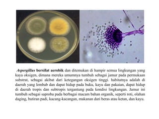 Aspergillus bersifat aerobik dan ditemukan di hampir semua lingkungan yang
kaya oksigen, dimana mereka umumnya tumbuh sebagai jamur pada permukaan
substrat, sebagai akibat dari ketegangan oksigen tinggi. habitatnya adalah di
daerah yang lembab dan dapat hidup pada buku, kayu dan pakaian, dapat hidup
di daerah tropis dan subtropis tergantung pada kondisi lingkungan. Jamur ini
tumbuh sebagai saproba pada berbagai macam bahan organik, seperti roti, olahan
daging, butiran padi, kacang-kacangan, makanan dari beras atau ketan, dan kayu.
 