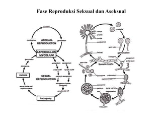 Fase Reproduksi Seksual dan Aseksual
 