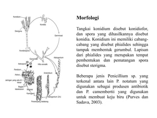 Morfologi
Tangkai konidium disebut konidiofor,
dan spora yang dihasilkannya disebut
konidia. Konidium ini memiliki cabang-
cabang yang disebut phialides sehingga
tampak membentuk gerumbul. Lapisan
dari phialides yang merupakan tempat
pembentukan dan pematangan spora
disebut sterigma.
Beberapa jenis Penicillium sp. yang
terkenal antara lain P. notatum yang
digunakan sebagai produsen antibiotik
dan P. camembertii yang digunakan
untuk membuat keju biru (Purves dan
Sadava, 2003).
 