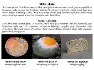 Penicillium expansum
menyerang buah apel
Penicillium glaucum
menyerang buah jeruk
Penicillium digitatum
menyerang keju.
Mikotoksin
Beberapa spesies Penicillium memproduksi racun pada makanan/pakan ternak yang menyebabkan
keracunan pada manusia dan binatang. Konidia Penicillium menyerupai manik-manik kaca jika
dilihat dengan mikroskop (Dube, 1990). Banyaknya konidia yang berwarna hijau, biru, atau kuning
sangat berpengaruh pada warna dari berbagai spesies Penicillium.
Parasit Tanaman
Mold biru pada tanaman jeruk (P. italicum), mold hijau pada tanaman jeruk (P. digitatum), dan
kebusukan pada apel (P. expansum) merupakan beberapa penyakit yang disebabkan oleh
Penicillium. Beberapa spesies Penicillium dapat mengakibatkan produksi cacat pada makanan,
produk kulit, dan pakaian.
 