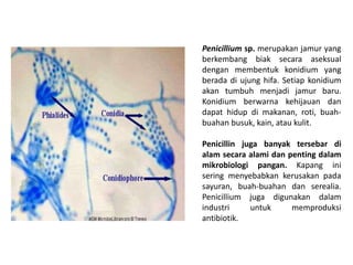 Penicillium sp. merupakan jamur yang
berkembang biak secara aseksual
dengan membentuk konidium yang
berada di ujung hifa. Setiap konidium
akan tumbuh menjadi jamur baru.
Konidium berwarna kehijauan dan
dapat hidup di makanan, roti, buah-
buahan busuk, kain, atau kulit.
Penicillin juga banyak tersebar di
alam secara alami dan penting dalam
mikrobiologi pangan. Kapang ini
sering menyebabkan kerusakan pada
sayuran, buah-buahan dan serealia.
Penicillium juga digunakan dalam
industri untuk memproduksi
antibiotik.
 