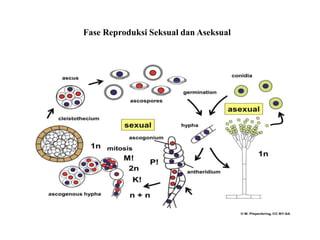 Fase Reproduksi Seksual dan Aseksual
 