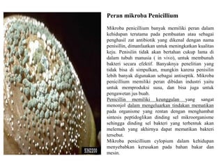 Peran mikroba Penicillium
Mikroba penicillium banyak memiliki peran dalam
kehidupan terutama pada pembuatan atau sebagai
penghasil zat antibiotik yang dikenal dengan nama
penisillin, dimanfaatkan untuk meningkatkan kualitas
keju. Penisilin tidak akan bertahan cukup lama di
dalam tubuh manusia ( in vivo), untuk membunuh
bakteri secara efektif. Banyaknya penelitian yang
tidak bisa di simpulkan, mungkin karena penisilin
lebih banyak digunakan sebagai antiseptik. Mikroba
penicillium memiliki peran dibidan industri yaitu
untuk memproduksi susu, dan bisa juga untuk
pengawetan jus buah.
Penicillin memiliki keunggulan yang sangat
menonjol dalam mengeluarkan tindakan mematikan
pada organisme yang rentan dengan menghambat
sintesis peptidoglikan dinding sel mikroorganisme
sehingga dinding sel bakteri yang terbentuk akan
melemah yang akhirnya dapat mematikan bakteri
tersebut.
Mikroba penicillium cylopium dalam kehidupan
menyebabkan kerusakan pada bahan bakar dan
mesin.
 