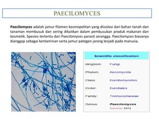 PAECILOMYCES
Paecilomyces adalah jamur filamen kosmopolitan yang diisolasi dari bahan tanah dan
tanaman membusuk dan sering dikaitkan dalam pembusukan produk makanan dan
kosmetik. Spesies tertentu dari Paecilomyces parasit serangga. Paecilomyces biasanya
dianggap sebagai kontaminan serta jamur patogen jarang terjadi pada manusia.
 