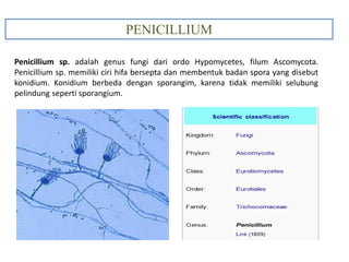 Penicillium camemberti digunakan untuk