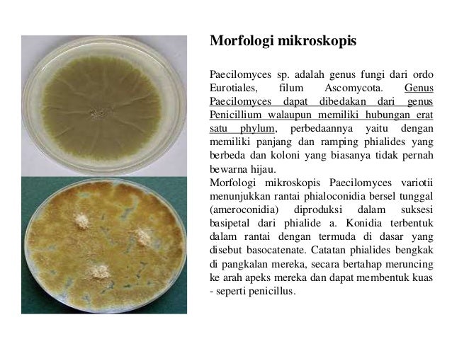 Penicillium Paecilomyces Aspergillus
