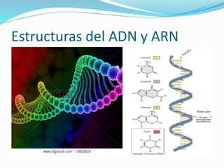 Estructuras del ADN y ARN
 