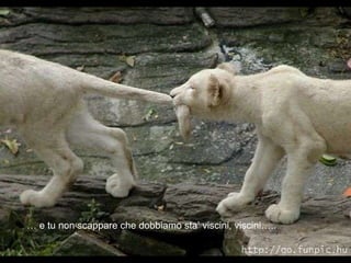 …  e tu non scappare che dobbiamo sta’ viscini, viscini….. 