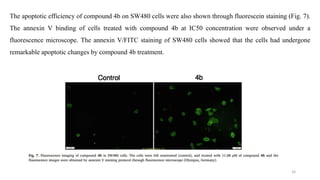 The apoptotic efficiency of compound 4b on SW480 cells were also shown through fluorescein staining (Fig. 7).
The annexin V binding of cells treated with compound 4b at IC50 concentration were observed under a
fluorescence microscope. The annexin V/FITC staining of SW480 cells showed that the cells had undergone
remarkable apoptotic changes by compound 4b treatment.
16
 