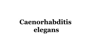 Caenorhabditis
elegans
 