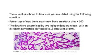 • The ratio of new bone to total area was calculated using the following
equation:
• Percentage of new bone area = new bone area/total area × 100
• The data were determined by two independent examiners, with an
intraclass correlation coefficient (ICC) calculated at 0.98.
 