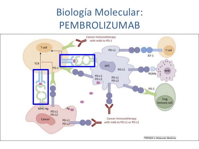 pembrolizumab