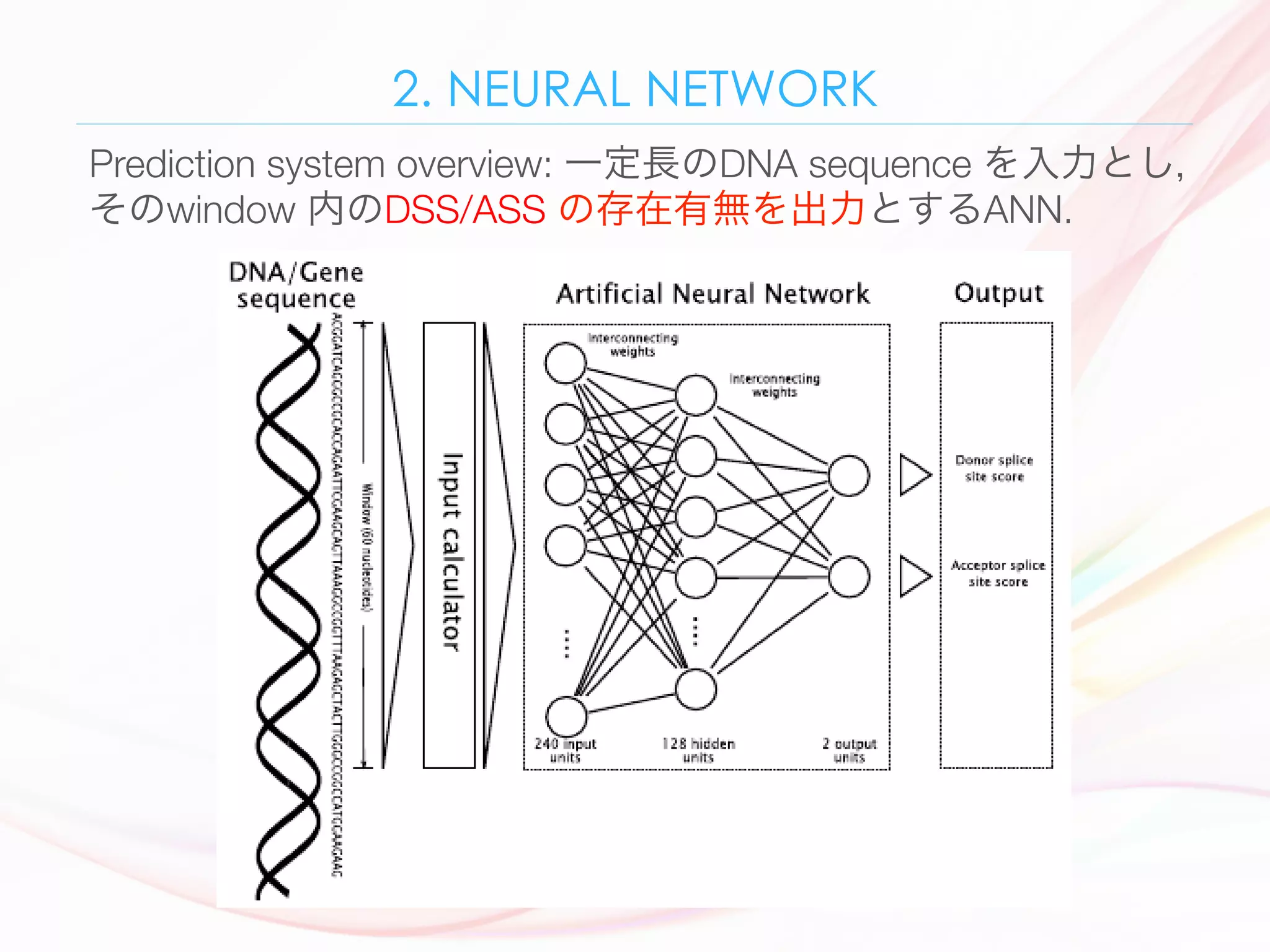2. NEURAL NETWORK
Prediction system overview: 一定長のDNA sequence を入力とし，
そのwindow 内のDSS/ASS の存在有無を出力とするANN.
neural network will give an output score if it recognizes there is a splice site in
the window. A diagram of the entire prediction system is shown in Fig. 2. The
window size is chosen to be 60 nucleotides. This is hopefully wide enough to ﬁnd
signiﬁcant patterns on both sides of the splice site. A bigger window will make
the neural network bigger and thereby harder to train. Smaller window would
maybe exclude important information around the splice site.
 