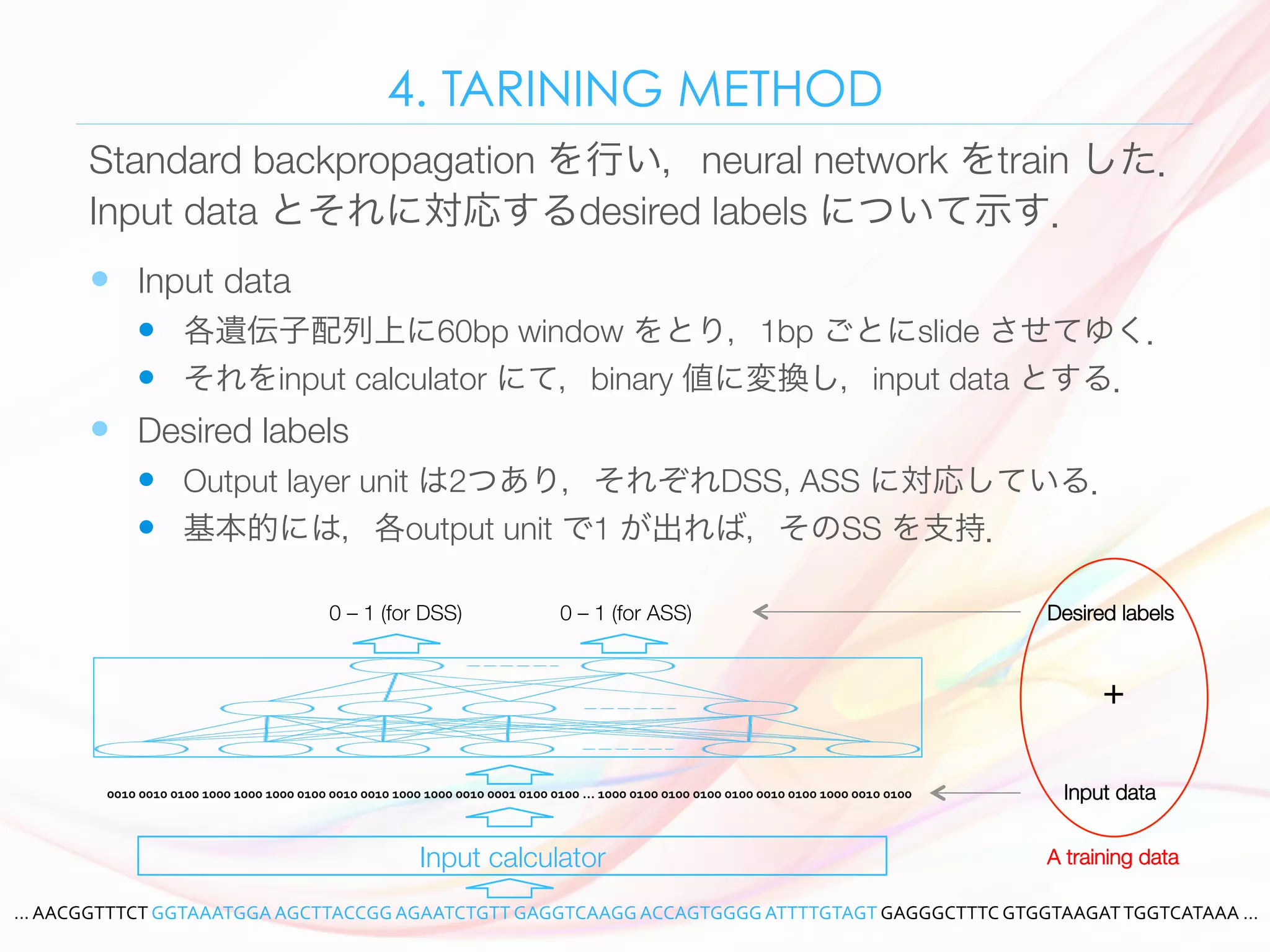 4. TARINING METHOD
—  Input data 
—  各遺伝子配列上に60bp window をとり，1bp ごとにslide させてゆく．
—  それをinput calculator にて，binary 値に変換し，input data とする．
—  Desired labels 
—  Output layer unit は2つあり，それぞれDSS, ASS に対応している．
—  基本的には，各output unit で1 が出れば，そのSS を支持．
Standard backpropagation を行い，neural network をtrain した．
Input data とそれに対応するdesired labels について示す．
...	AACGGTTTCT	GGTAAATGGA	AGCTTACCGG	AGAATCTGTT	GAGGTCAAGG	ACCAGTGGGG	ATTTTGTAGT	GAGGGCTTTC	GTGGTAAGAT	TGGTCATAAA	…	
Input calculator
0010	0010	0100	1000	1000	1000	0100	0010	0010	1000	1000	0010	0001	0100	0100	…	1000	0100	0100	0100	0100	0010	0100	1000	0010	0100
0 – 1 (for DSS)
 0 – 1 (for ASS)
 Desired labels
Input data
+
A training data 
 