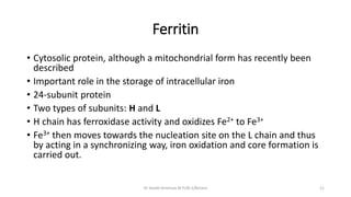 Ferritin
• Cytosolic protein, although a mitochondrial form has recently been
described
• Important role in the storage of...